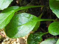 Ajuga reptans