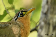 Morococcyx erythropygus