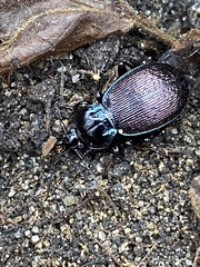 Sphaeroderus stenostomus