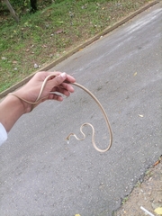 Oxybelis rutherfordi