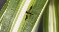 Ocyptamus fuscipennis