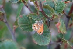 Coenonympha corinna