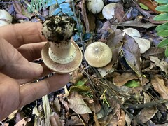 Agaricus deardorffensis