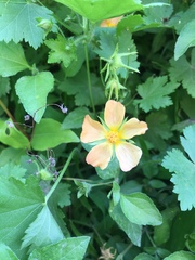 Modiolastrum malvifolium