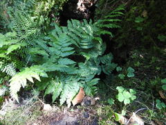 Dryopteris carthusiana