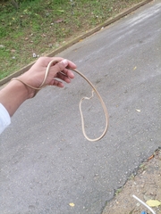 Oxybelis rutherfordi