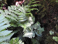 Dryopteris carthusiana