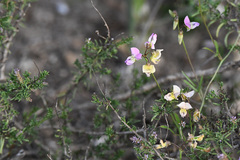 Dolichos hastiformis