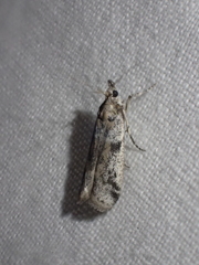 Laetilia dilatifasciella