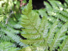Dryopteris carthusiana