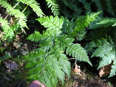 Dryopteris carthusiana