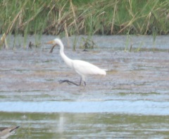 Ardea intermedia brachyrhyncha