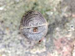 Armadillo officinalis