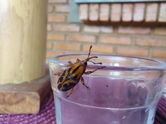 Metamasius hemipterus