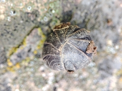 Armadillo officinalis