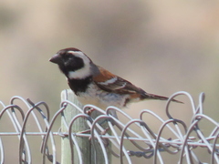 Passer melanurus melanurus