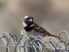 Passer melanurus melanurus
