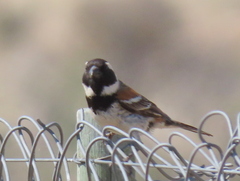 Passer melanurus melanurus