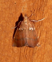 Lepidomys irrenosa image