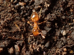 Crematogaster osakensis