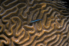 Elacatinus illecebrosus