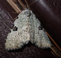 Leuconycta diphteroides