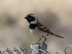 Passer melanurus melanurus