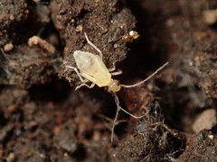 Caeciliusidae