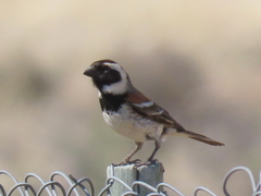 Passer melanurus melanurus