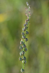 Albuca virens