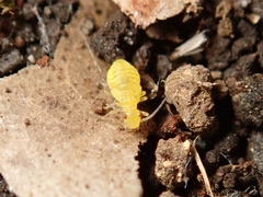 Caeciliusidae