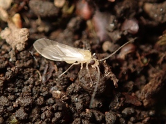 Caeciliusidae