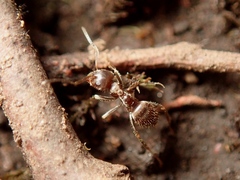 Lasius sakagamii