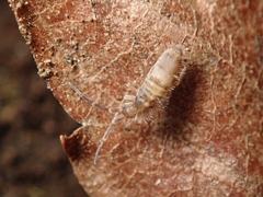 Entomobryidae