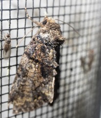 Chytonix palliatricula