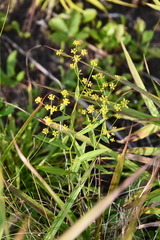Bupleurum komarovianum