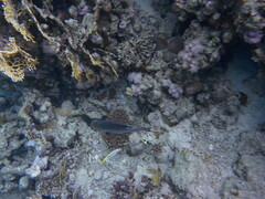 Monotaxis grandoculis