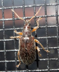 Phyllobius oblongus