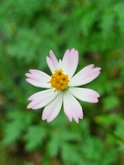 Cosmos caudatus