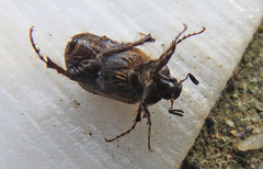 Elaphocera