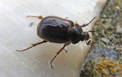 Elaphocera