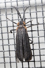 Leptoceletes basalis