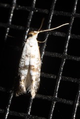 Argyresthia