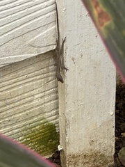 Anolis opalinus