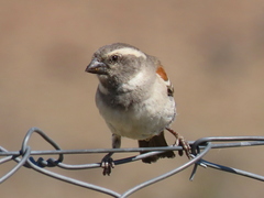 Passer melanurus melanurus