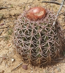 Melocactus