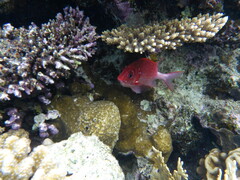 Sargocentron caudimaculatum