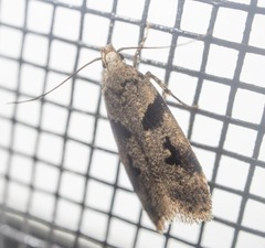 Gelechiini