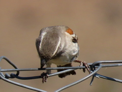 Passer melanurus melanurus