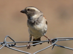 Passer melanurus melanurus